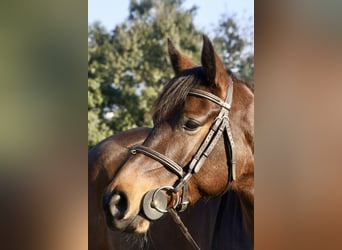 Spansk sporthäst, Sto, 5 år, Mörkbrun