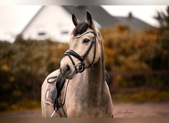 Spansk sporthäst, Sto, 6 år, 158 cm, Gulbrun