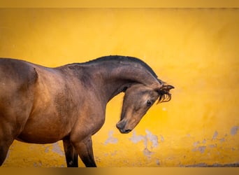 Spansk sporthäst Blandning, Sto, 7 år, 166 cm, Gulbrun