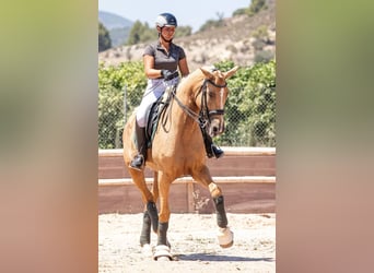 Spansk sporthäst Blandning, Sto, 7 år, 175 cm, Palomino