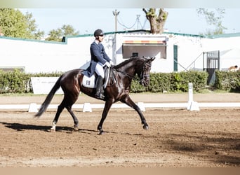 Spansk sporthäst, Sto, 7 år, 175 cm, Svart