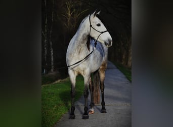 Spansk sporthäst Blandning, Sto, 8 år, 148 cm, Grå