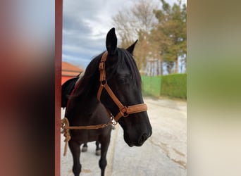 Spansk sporthäst, Valack, 10 år, 154 cm, Mörkbrun