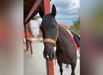 Spansk sporthäst, Valack, 10 år, 154 cm, Mörkbrun