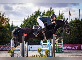 Spansk sporthäst, Valack, 12 år, 170 cm, Mörkbrun