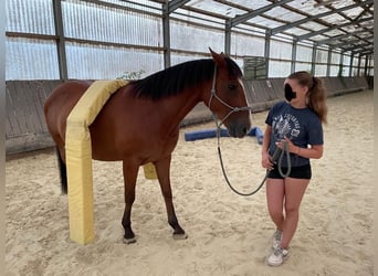 Spansk sporthäst Blandning, Valack, 14 år, 150 cm, Ljusbrun