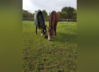 Spansk sporthäst Blandning, Valack, 14 år, 150 cm, Ljusbrun