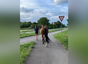 Spansk sporthäst Blandning, Valack, 14 år, 150 cm, Ljusbrun