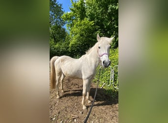 Spansk sporthäst, Valack, 18 år, 150 cm, Grå