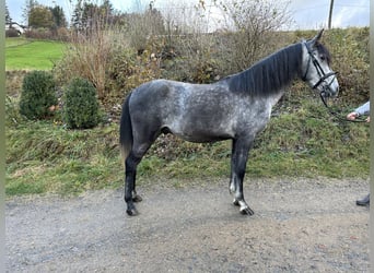 Spansk sporthäst Blandning, Valack, 3 år, 150 cm, Grå-mörk-brun