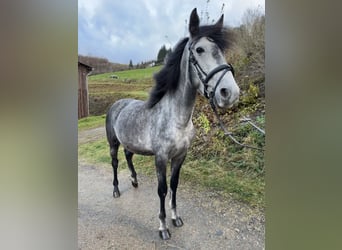 Spansk sporthäst Blandning, Valack, 3 år, 150 cm, Grå-mörk-brun