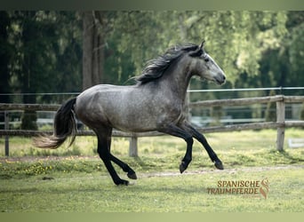 Spansk sporthäst Blandning, Valack, 4 år, 154 cm, Grå