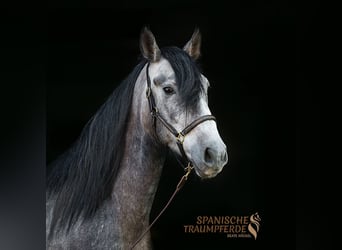 Spansk sporthäst Blandning, Valack, 4 år, 154 cm, Grå