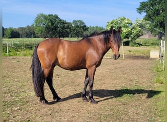 Spansk sporthäst Blandning, Valack, 5 år, 156 cm, Brun