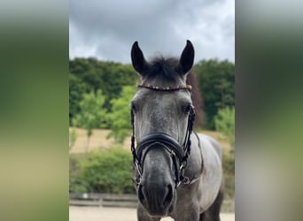 Spansk sporthäst Blandning, Valack, 6 år, 160 cm, Grå