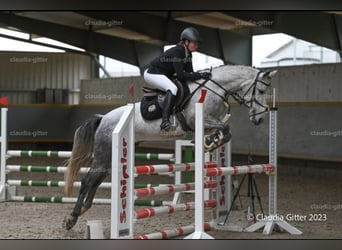 Spansk sporthäst Blandning, Valack, 6 år, 160 cm, Grå