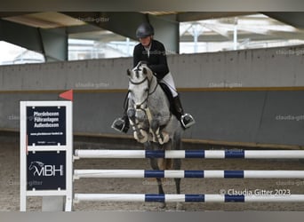 Spansk sporthäst Blandning, Valack, 6 år, 160 cm, Grå