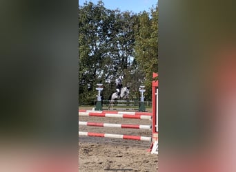 Spansk sporthäst Blandning, Valack, 6 år, 160 cm, Grå