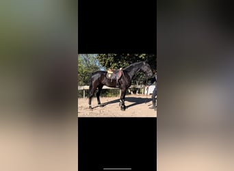 Spansk sporthäst, Valack, 6 år, 168 cm, Svart