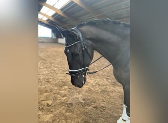 Spansk sporthäst Blandning, Valack, 6 år, 175 cm, Svart