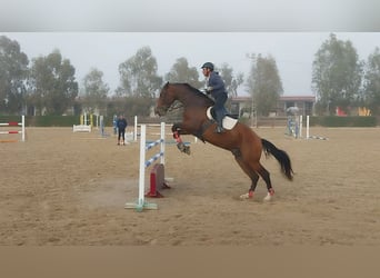 Spansk sporthäst, Valack, 6 år, 181 cm, Mörkbrun