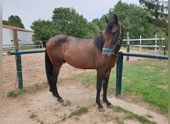 Spansk sporthäst, Valack, 7 år, 157 cm, Brun