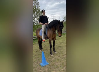 Spansk sporthäst, Valack, 7 år, 157 cm, Brun