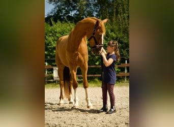 Spansk sporthäst, Valack, 7 år, 165 cm