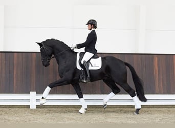 Hanoverian, Stallion, 5 years, 16.2 hh, Black