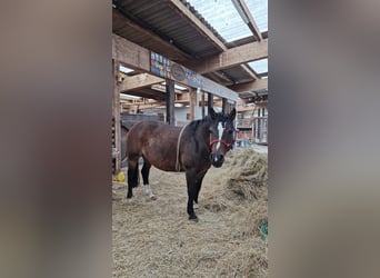 Spazier- und Pflegebeteiligung mit Horsemanship für Ponystute in Oetwil am See ZH