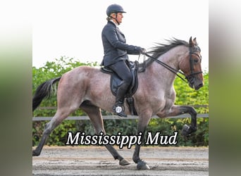 Speed Racking Horse, Gelding, 3 years, 15.1 hh, Brown