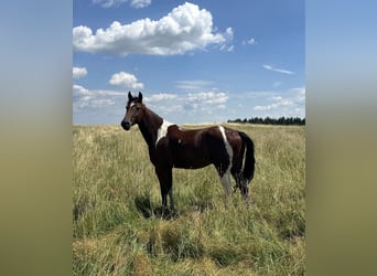 Speed Racking Horse, Gelding, 3 years, 15.1 hh, Pinto