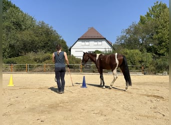 Speed Racking Horse, Gelding, 3 years, 15.1 hh, Pinto