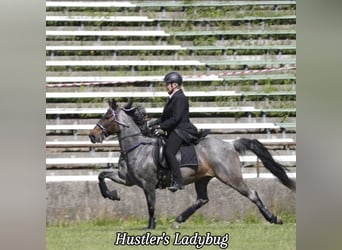 Speed Racking Horse, Gelding, 3 years, 15,1 hh, Brown