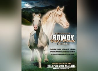 Speed Racking Horse, Hengst, 7 Jahre, 156 cm, Buckskin