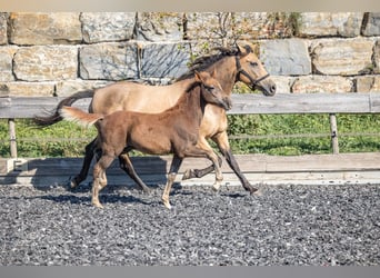 Speed Racking Horse, Hengst, Fohlen (01/2026), 155 cm