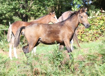 Speed Racking Horse, Hengst, Fohlen (01/2025), 156 cm, Buckskin