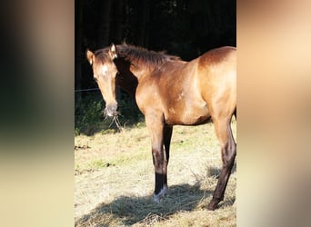 Speed Racking Horse, Hengst, Fohlen (01/2025), 156 cm, Buckskin