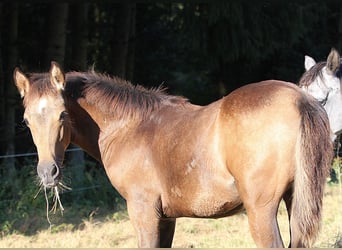 Speed Racking Horse, Hengst, Fohlen (01/2025), 156 cm, Buckskin