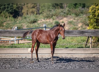 Speed Racking Horse, Hengst, Fohlen (05/2026), 160 cm, Brauner