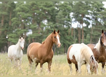 Speed Racking Horse, Mare, 10 years, 14.2 hh, Chestnut-Red