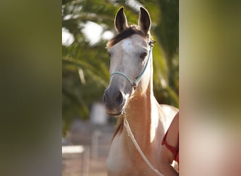 Speed Racking Horse, Mare, 10 years, 15,2 hh, Buckskin