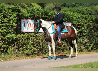 Speed Racking Horse, Mare, 11 years, 15.2 hh, Tobiano-all-colors