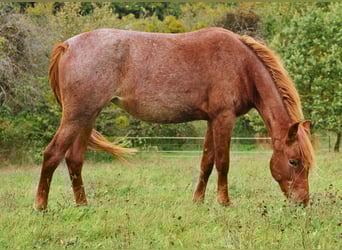 Speed Racking Horse, Mare, 2 years, 15,2 hh, Roan-Red