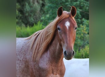 Speed Racking Horse, Mare, 3 years, 15.1 hh, Roan-Red