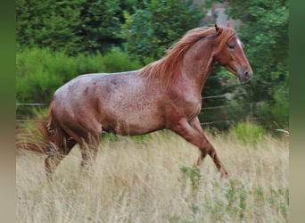Speed Racking Horse, Mare, 3 years, 15.1 hh, Roan-Red