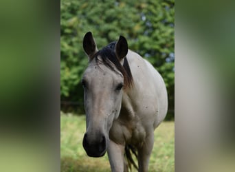 Speed Racking Horse, Mare, 5 years, 14.1 hh, Buckskin