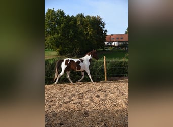 Speed Racking Horse, Mare, 5 years, 14.3 hh, Pinto