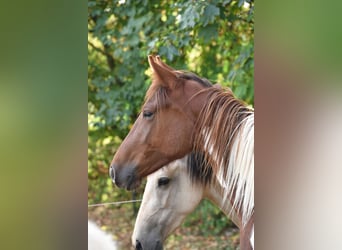 Speed Racking Horse, Mare, 5 years, 14.3 hh, Pinto