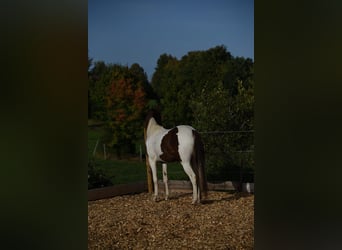 Speed Racking Horse, Mare, 5 years, 14.3 hh, Pinto